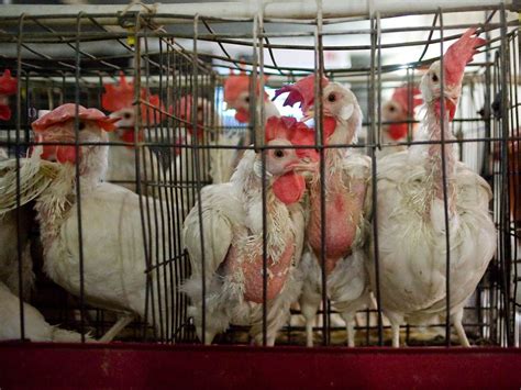 how many animals are in factory farms in australia